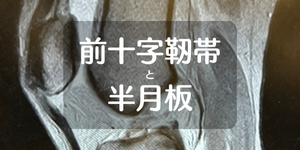 前十字靭帯と半月板